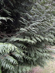 Chamaecyparis lawsoniana