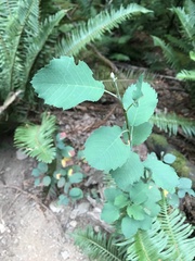 Amelanchier alnifolia