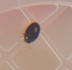 Coleoptera