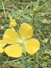 Ludwigia octovalvis