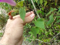 Ipomoea silvicola