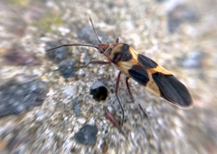 Oncopeltus unifasciatellus