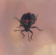 Cosmopepla lintneriana