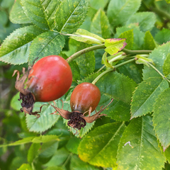 Rosa