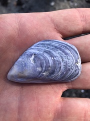 Mytilus edulis