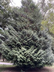 Chamaecyparis lawsoniana