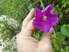 Ipomoea silvicola
