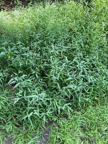 Persicaria punctata