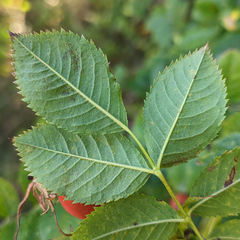 Rosa