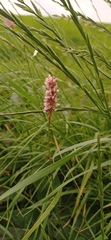 Bistorta officinalis