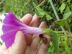 Ipomoea silvicola