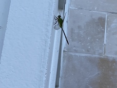 Erythemis vesiculosa