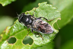 Cheilosia