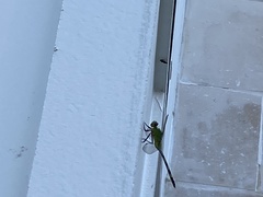 Erythemis vesiculosa