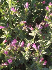 Amegilla quadrifasciata