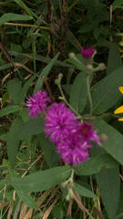 Vernonia missurica