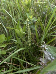 Spiranthes magnicamporum