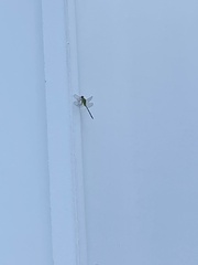 Erythemis vesiculosa