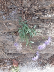 Trachelium caeruleum