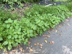 Perilla frutescens