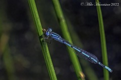 Enallagma doubledayi