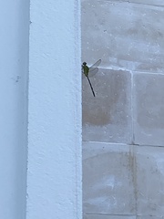 Erythemis vesiculosa