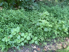 Perilla frutescens