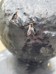 Pimpla rufipes