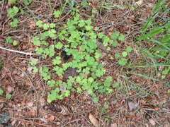 Oxalis acetosella