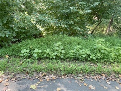 Perilla frutescens