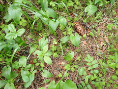 Maianthemum bifolium