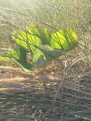 Petasites spurius