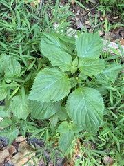 Perilla frutescens