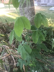 Laburnum anagyroides