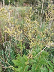 Filipendula ulmaria