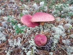 Suillus asiaticus