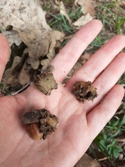 Andricus quercuscalicis