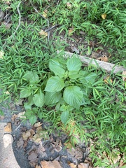 Perilla frutescens
