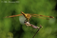 Libellula semifasciata