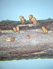 Nectria cinnabarina