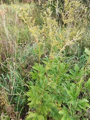 Filipendula ulmaria