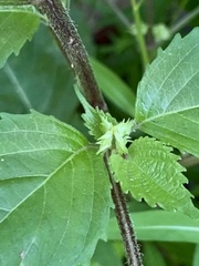 Perilla frutescens