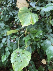 Ampelopsis cordata