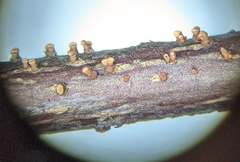 Nectria cinnabarina