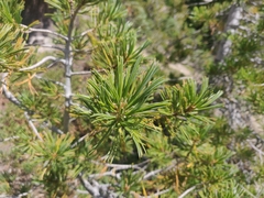 Pinus albicaulis