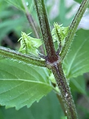 Perilla frutescens