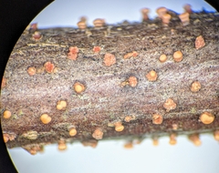 Nectria cinnabarina