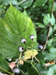 Ampelopsis cordata