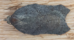 Acleris effractana