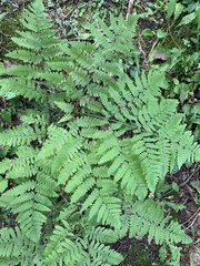 Pteridium